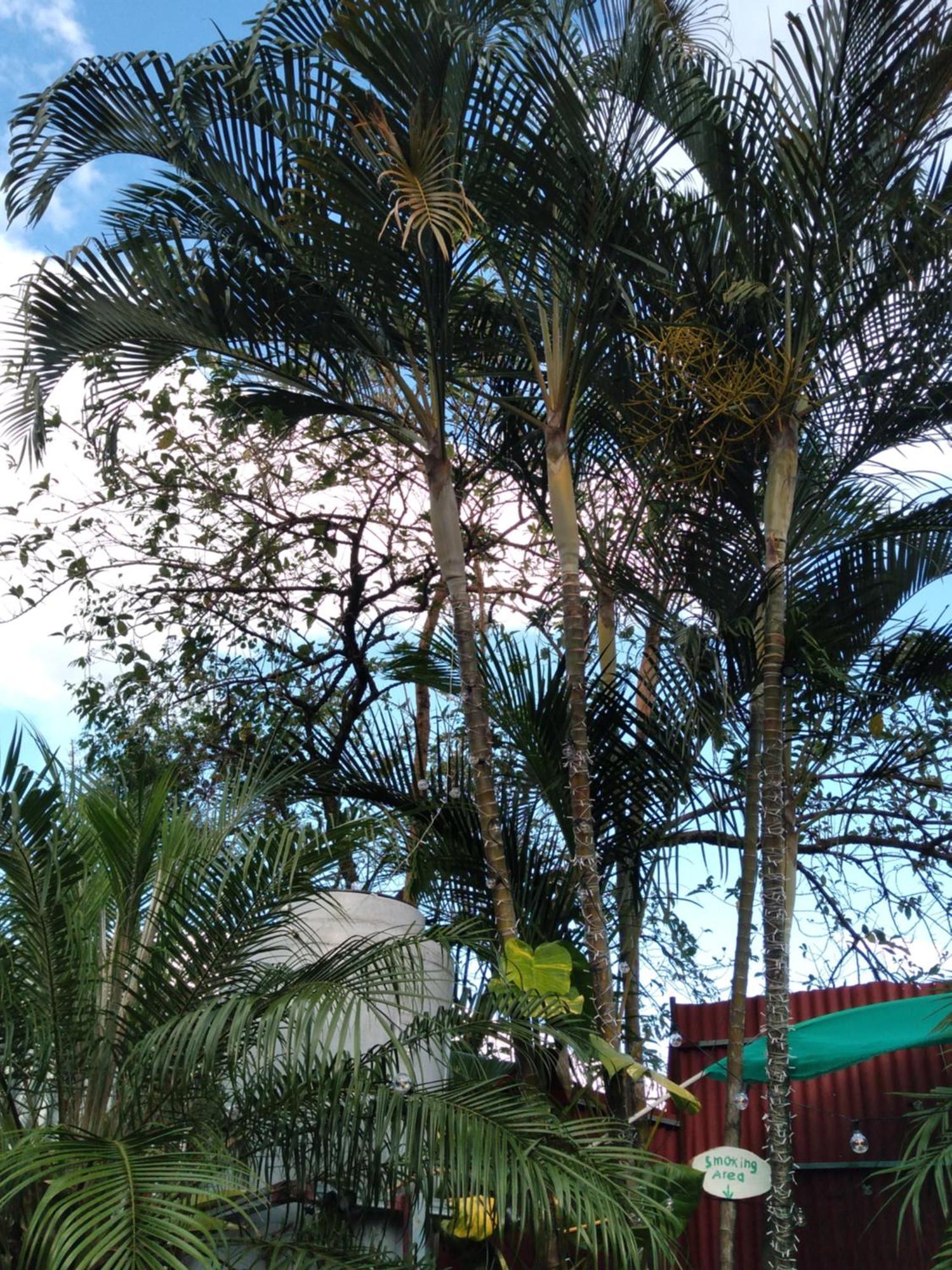 Alexander B&B Alajuela Exterior photo